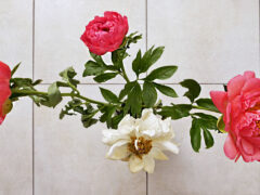 001 - Pfingstrose Tag 3